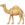 :Dromedary Camel: