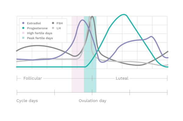 160606_AvaWorld_Ovulation_Process_02.png