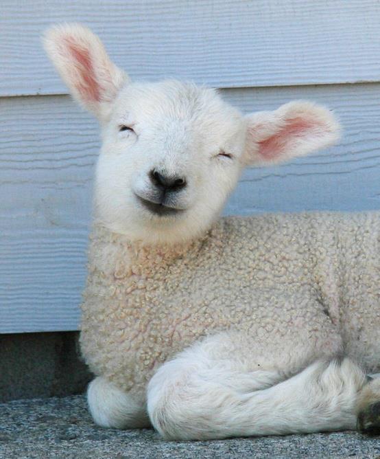 a.baa-very-happy-sheep.jpg