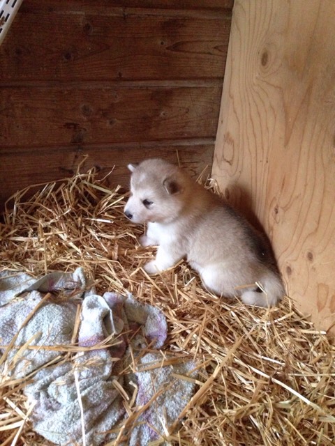 ImageUploadedByVau Foorumi1432231009.973671.jpg