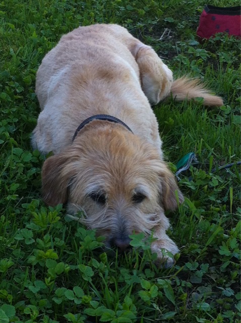 ImageUploadedByVau Foorumi1432288910.953592.jpg