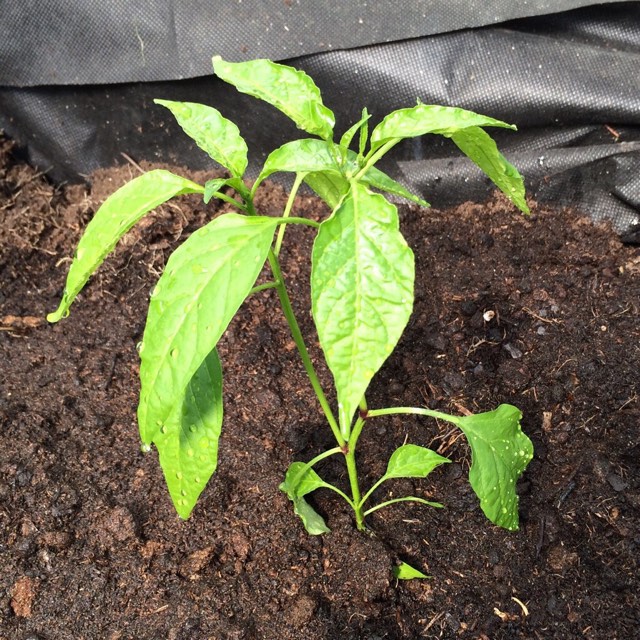 ImageUploadedByVau Foorumi1464176073.739575.jpg