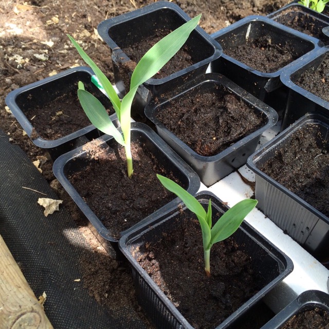 ImageUploadedByVau Foorumi1464176085.794071.jpg