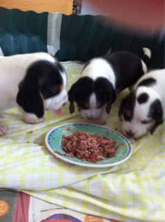 ImageUploadedByVau Foorumi1467783807.074061.jpg