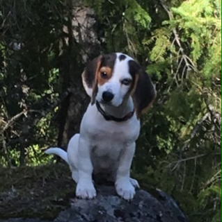 ImageUploadedByVau Foorumi1471287694.691964.jpg