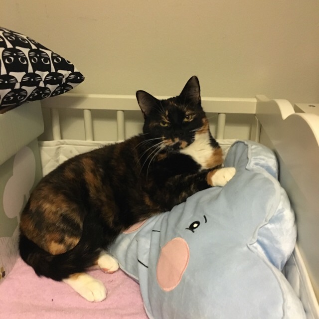 ImageUploadedByVau Foorumi1471942766.296662.jpg