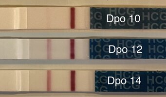 BE3EC256-9716-45C8-84B3-3D52C36BCE92.jpeg BE3EC256-9716-45C8-84B3-3D52C36BCE92.jpeg