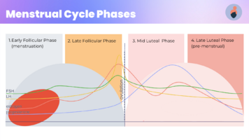 Nutrition---Menstrual-Cycle-Workshop.png