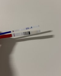 IMG_8345.jpeg