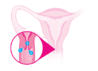 2-uterus-diagram.png