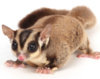 sugar-glider-1.jpg