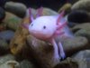 Axolotl-7.jpg