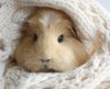 1409048500637_wps_16_Booboo_the_guinea_pig_as_.jpg