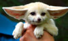 fennec-fox-2.jpg