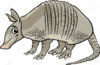 29032926-Cartoon-Illustration-of-Cute-Armadillo-Animal-Stock-Vector-armadillo.jpg