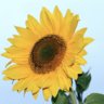 Sunflower33