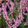 Calluna